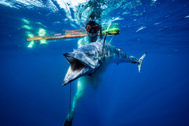 Spearfishing Ethics: Sustainable and responsible practices to preserve marine life