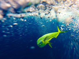 Top 10 Most Sought-After Species for Spearfishing in Australia: An insight into the prized catches and where to find them